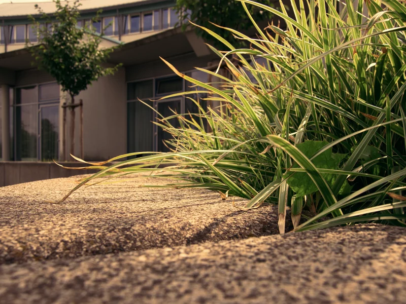grass, трава, макро, деревья, trees, sidewalk, 2560x1600, дом, house, macro, тротуар, edge, бордюр