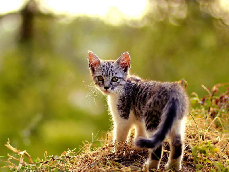 лето, кошка, природа