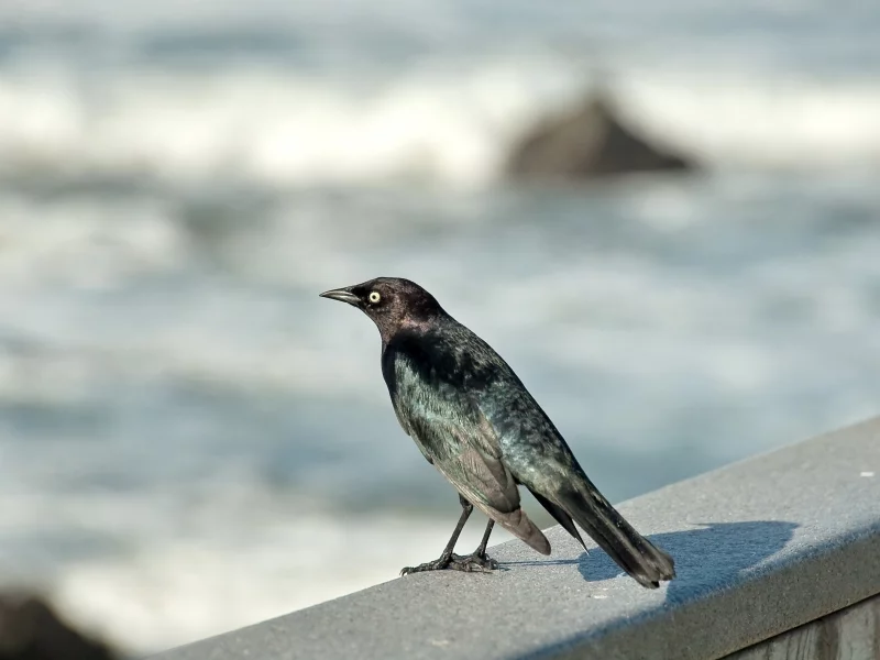 клюв, sea, перья, черная, птица, оперение, sky, bird, море, волны