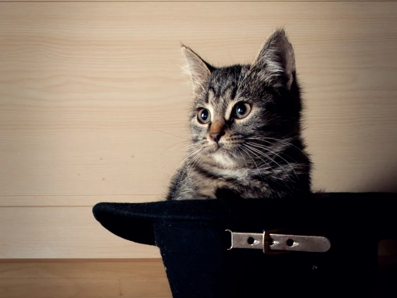 усы, шляпа, котенок