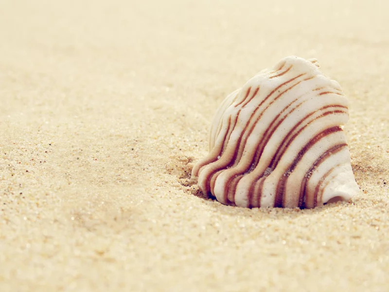 макро, shell, песок, 2560x1600, macro, ракушка, sand