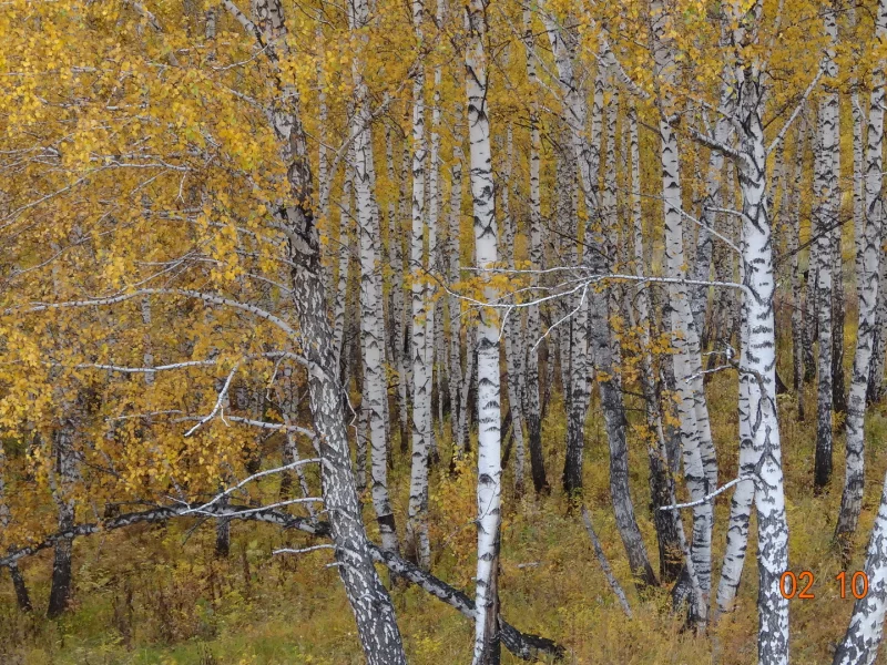 березы, осень, золотая, стволы