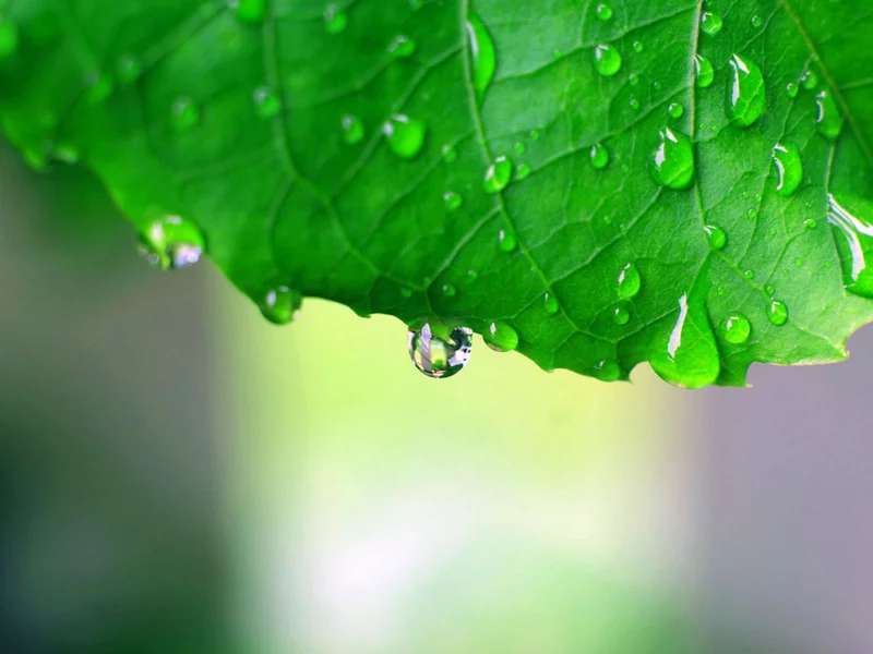 green macro, обои, капли, макро фото, зелёный, листья