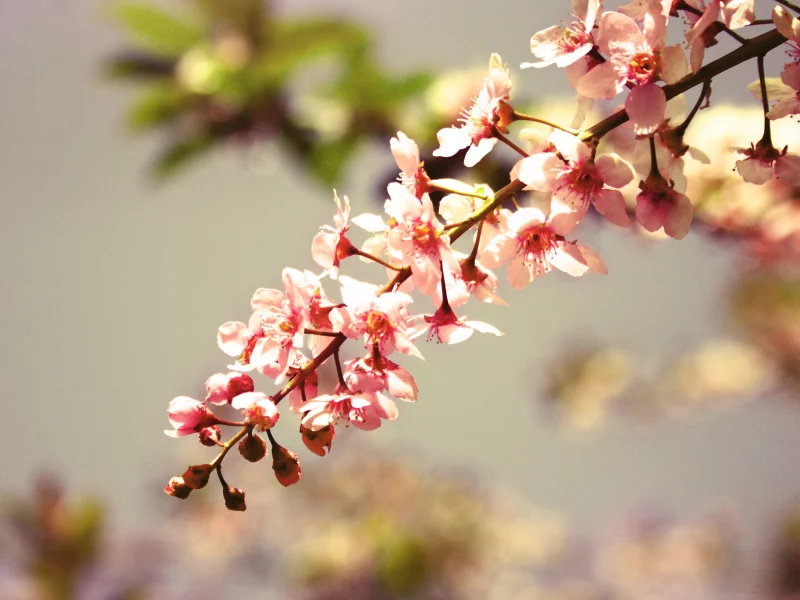 цветы, nature, дерево, природа, flowers, лепестки, ветка