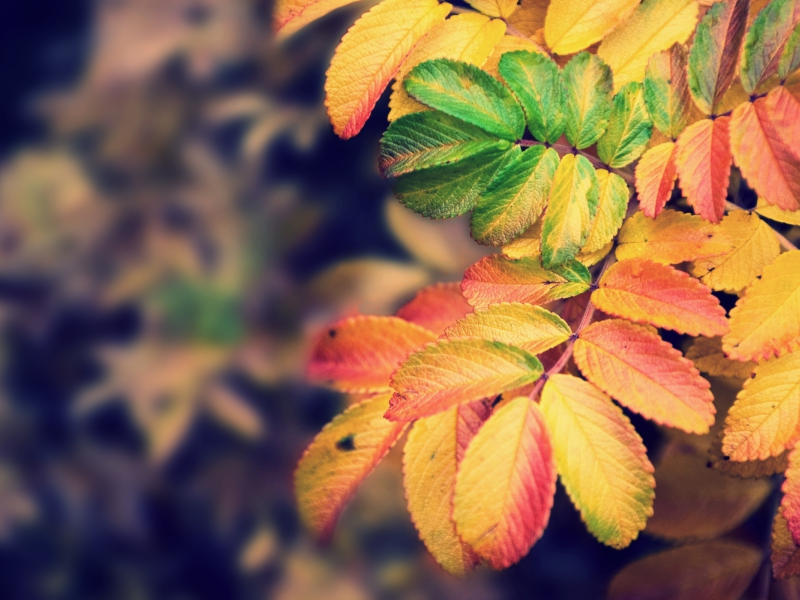 nature, autumn, осень, краски, focus, 2560x1600, colors, природа, листья, leaves, фокус
