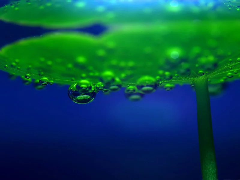 водоросль, макро, растение, вода