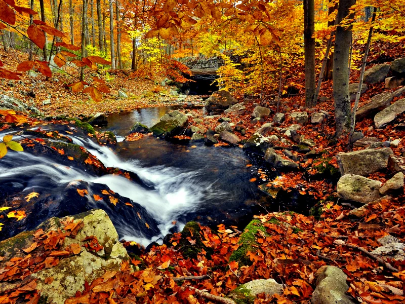 ручей, листва, река, осень, природа