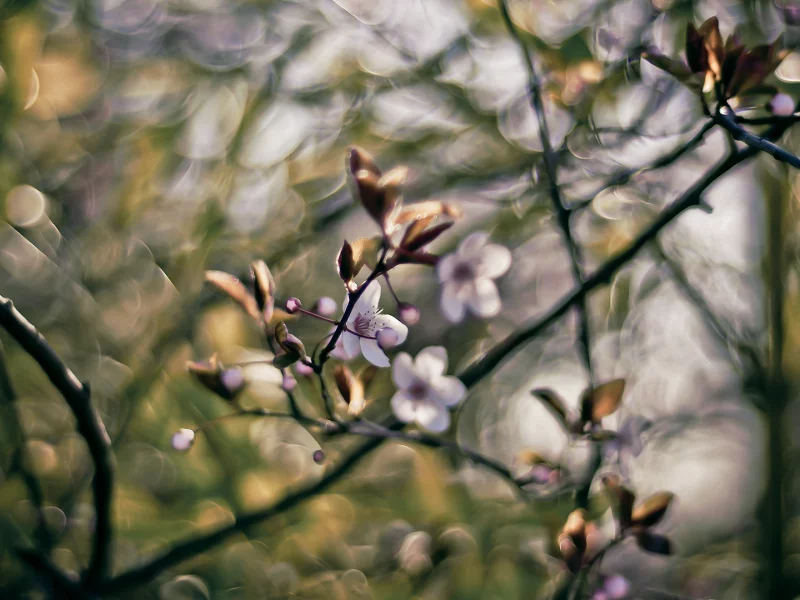 боке, 1920x1080, весна, branches, bokeh, краски, ветки, spring, nature, цветы, colors, flowers, природа