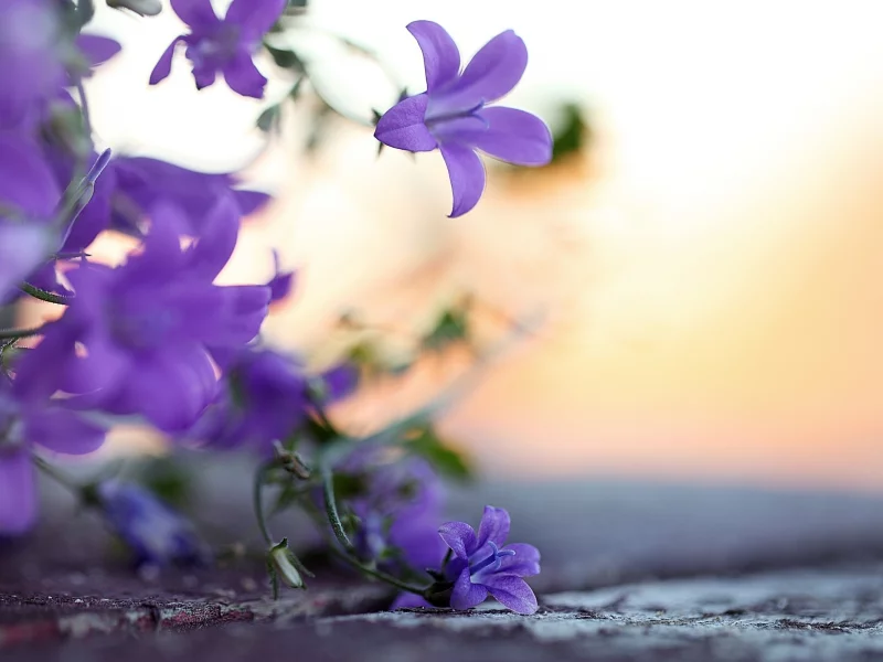 обои, природа, макро, растения, фон, колокольчики, wallpapers, цветы, фото