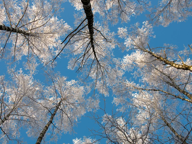 небо, winter sky, берёзы, зима, иний