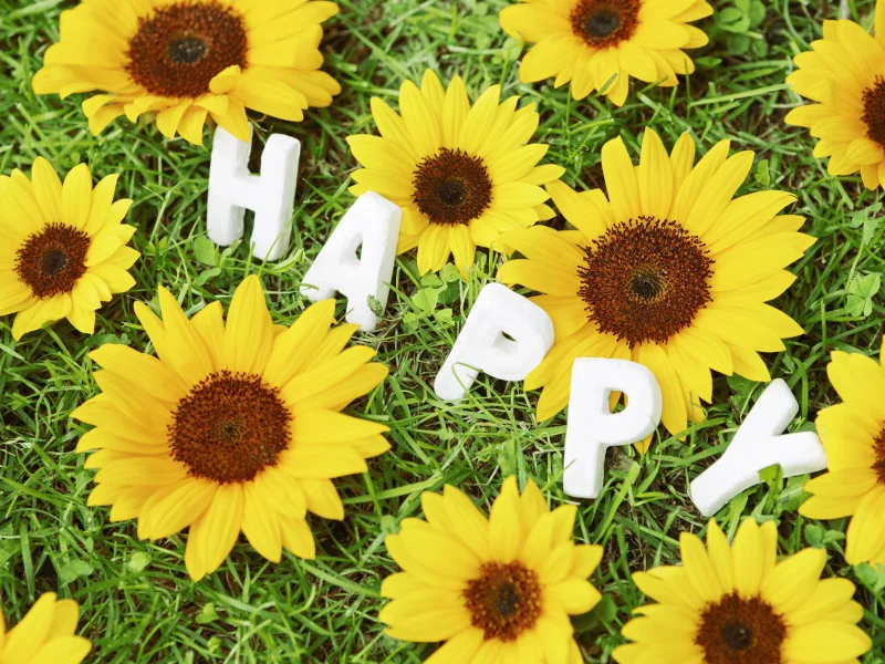 цветы, happy, трава, ромашка