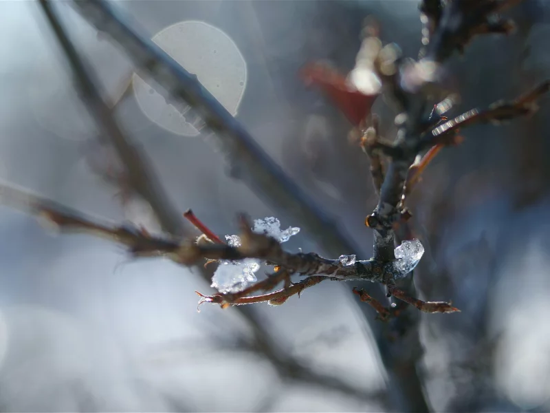 боке, дерево, размытость, ветви, лед, льдинки, весна, wallpapers, природа, фото, макро, обои