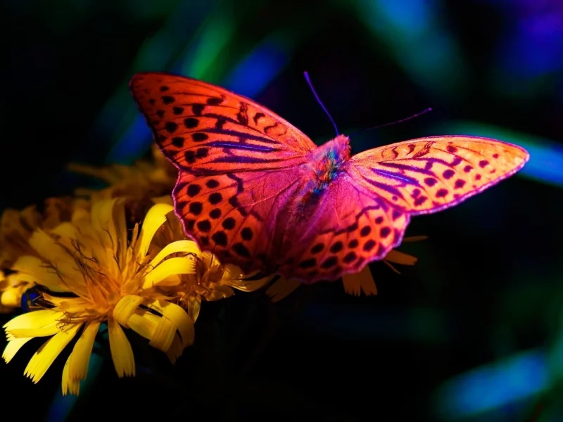 бабочка, butterfly, цветок, flower