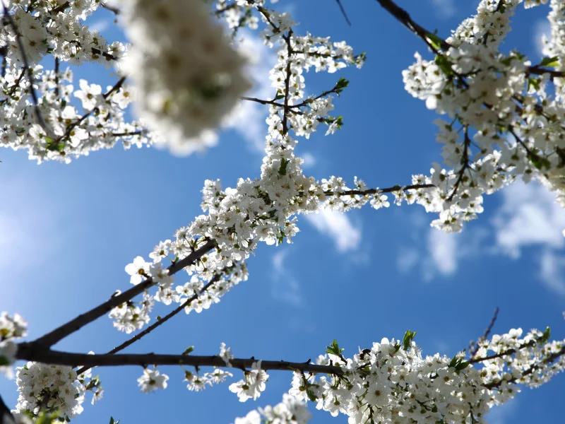 цветение, веточки, небо, sakura, голубое, spring flowers, весна, сакура