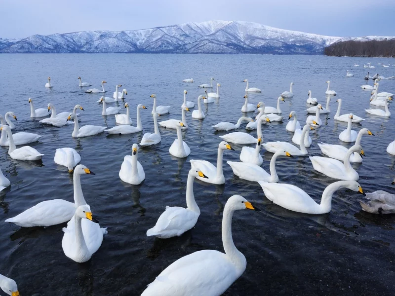 горы, стая, вода, белых, горизонт, птицы, лебедей