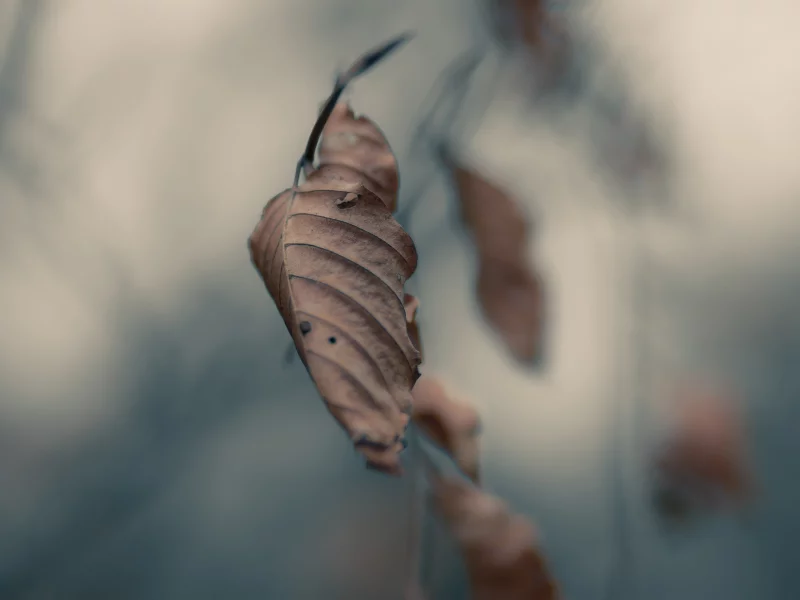 листья, макро, серость, autumn, осень, ветвь