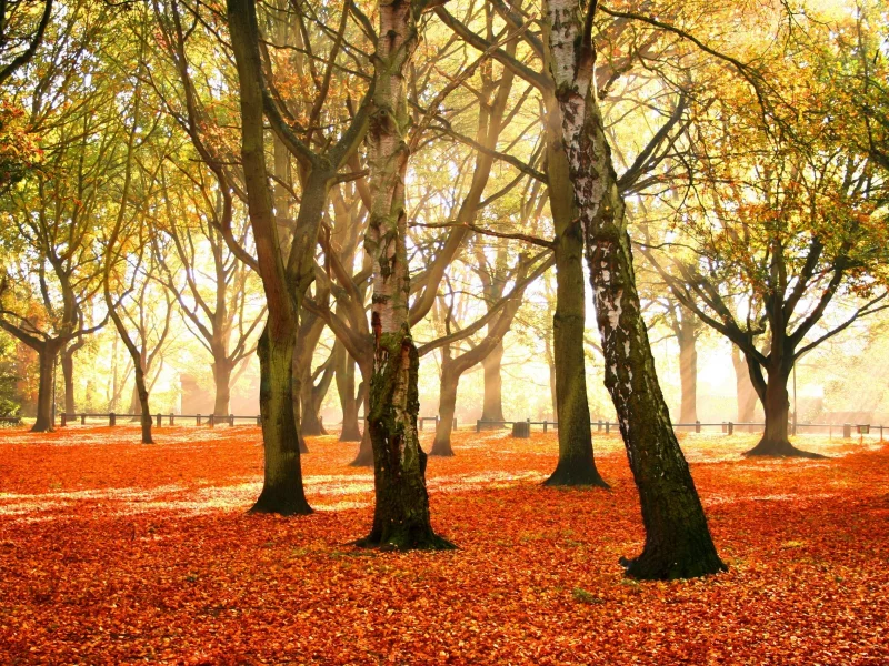 листья, autumn forest, красочный, деревья, осень, убор, багряный