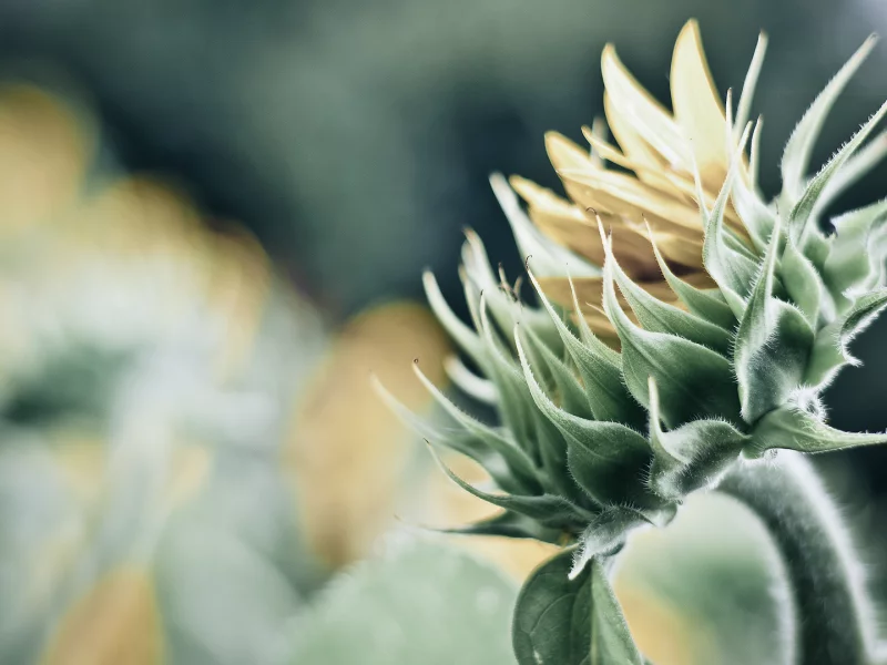 лепестки, bokeh, боке, свет, цветок, flower, макро, природа, macro, 1920x1080, light, nature, petals