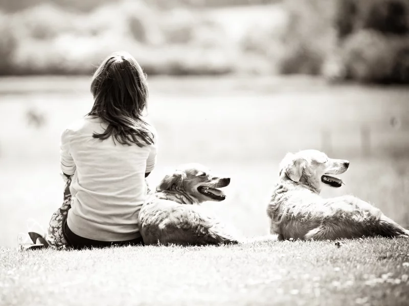 белое, девушка, черно, girl, dogs, собаки, природа