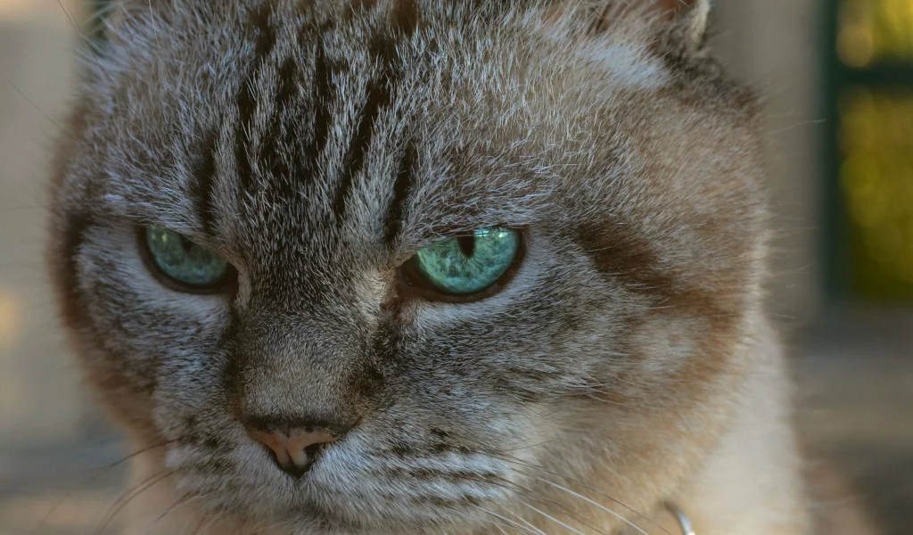 big, cat, attack