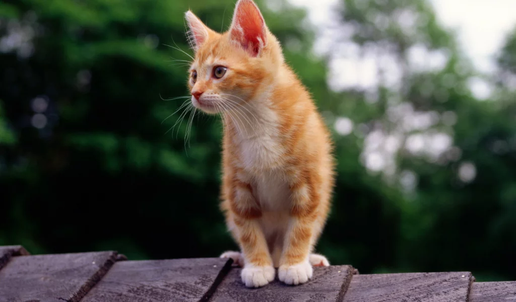рыжий, котенок, кот, крыша, смотрит, кошка