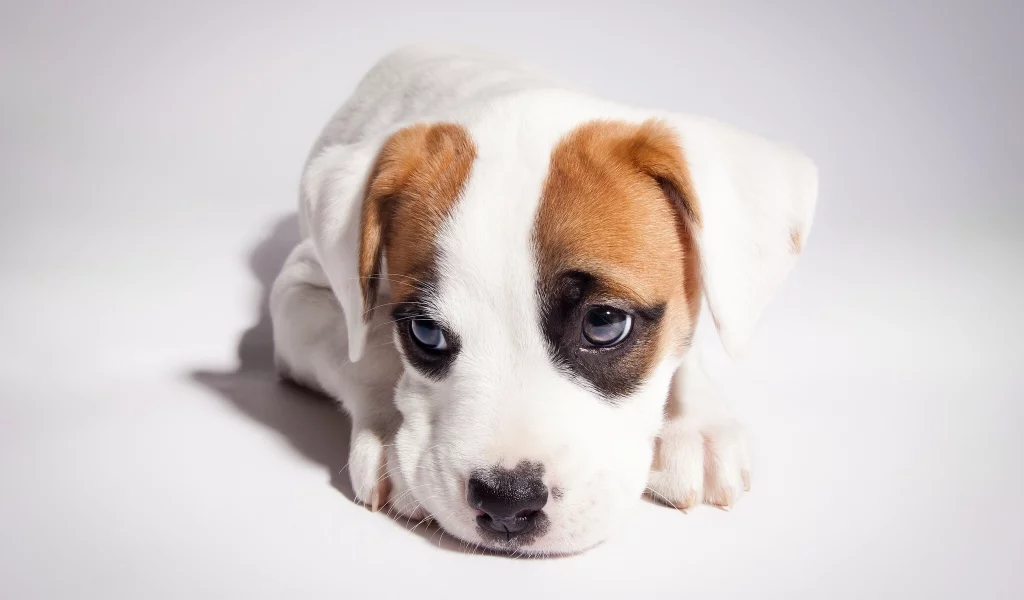 pitbull boxer mix, питбуль, боксёр, щенок