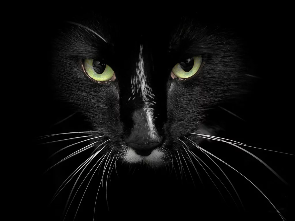 cat, black