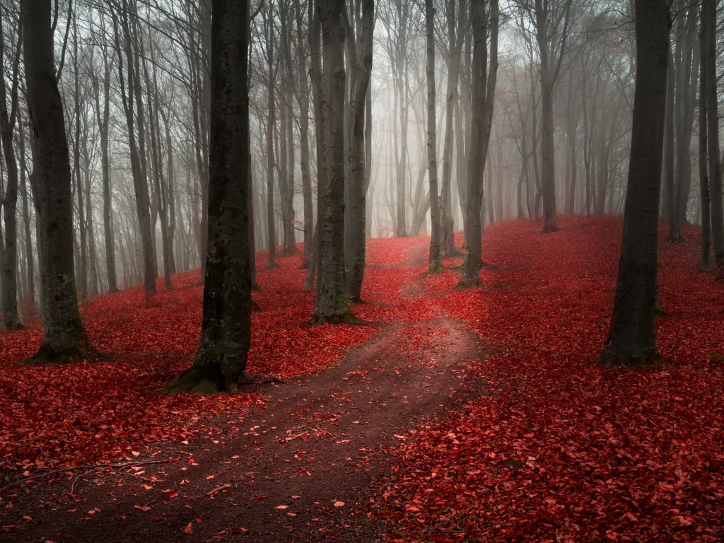 пасмурно, осень, лес, дорога, природа, туман, тропинка
