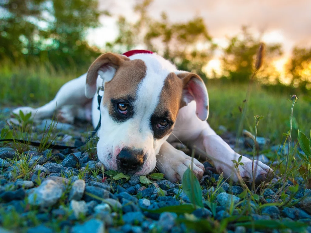 pitbull boxer mix, питбуль, боксёр, щенок, взгляд