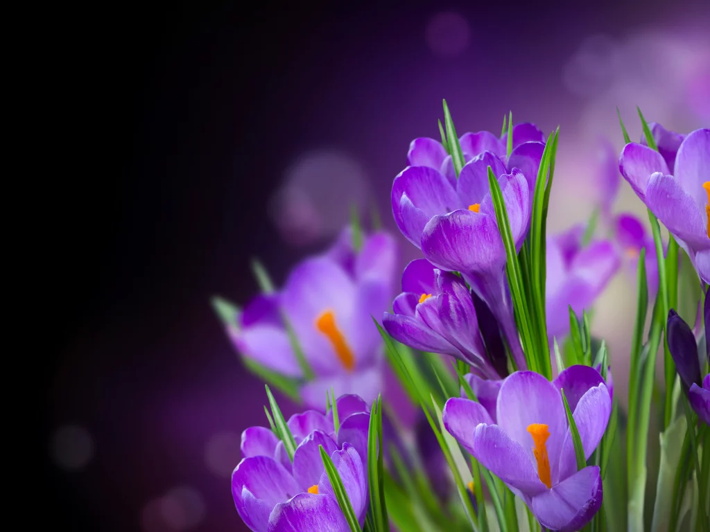 crocus, крокусы, beautiful, flowers, цветы, petals, flower, лепестки