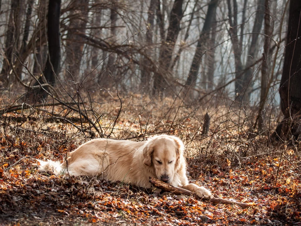 лес, собака, природа