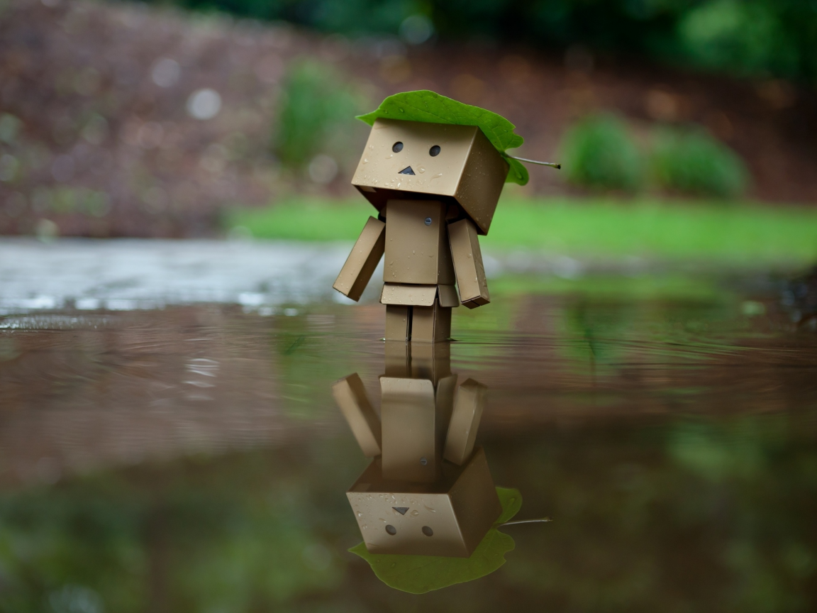 danbo, отражение, лист, amazon, дождь, коробка, вода, коробок