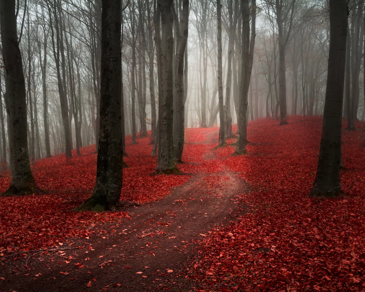 пасмурно, осень, лес, дорога, природа, туман, тропинка