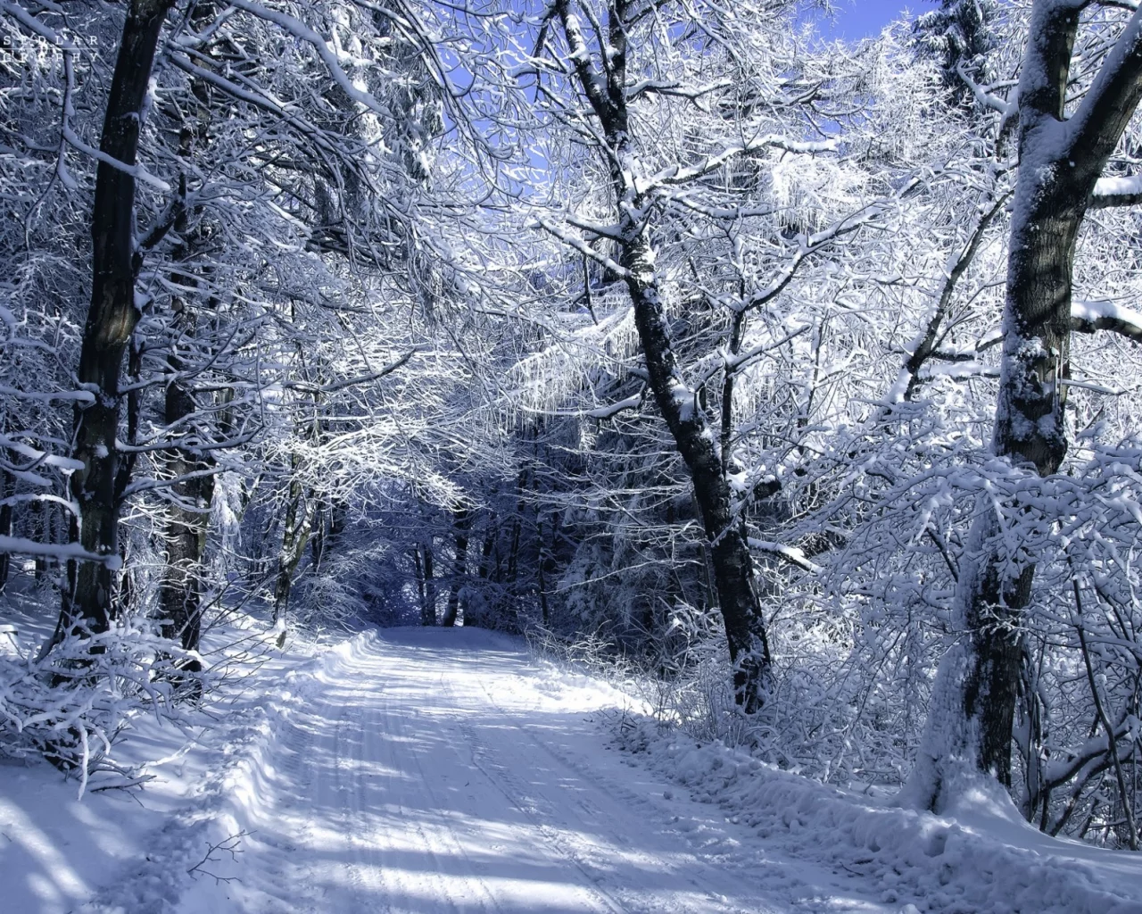 снег, автор, дорога, пейзаж, janek sedlar, холод, деревья, зима