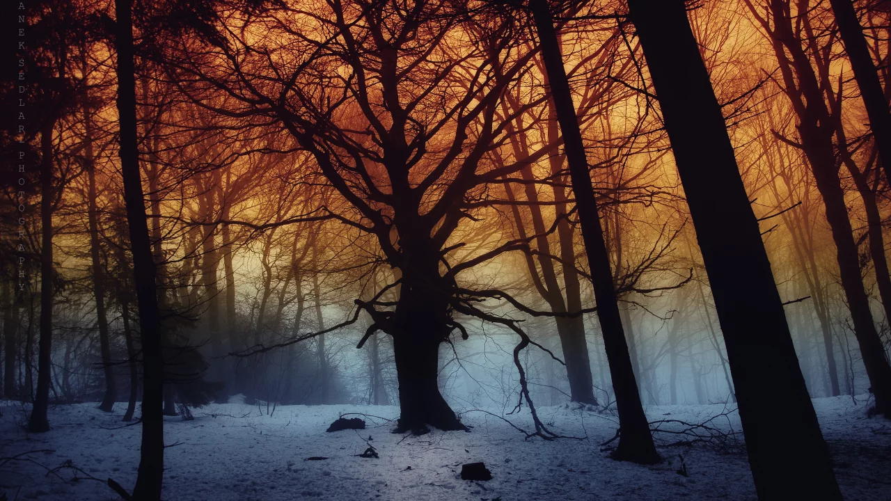 forest, dark, fog, snow, trees