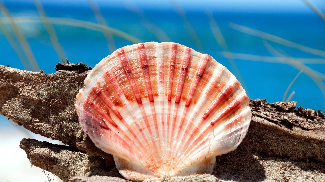 обои, shell, ракушка