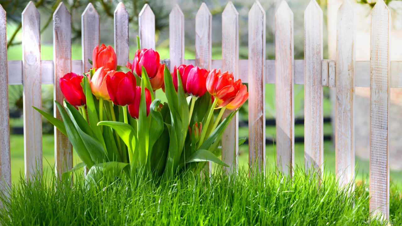 забор, цветы, fence, весна, тюльпаны, трава, spring, grass, nature