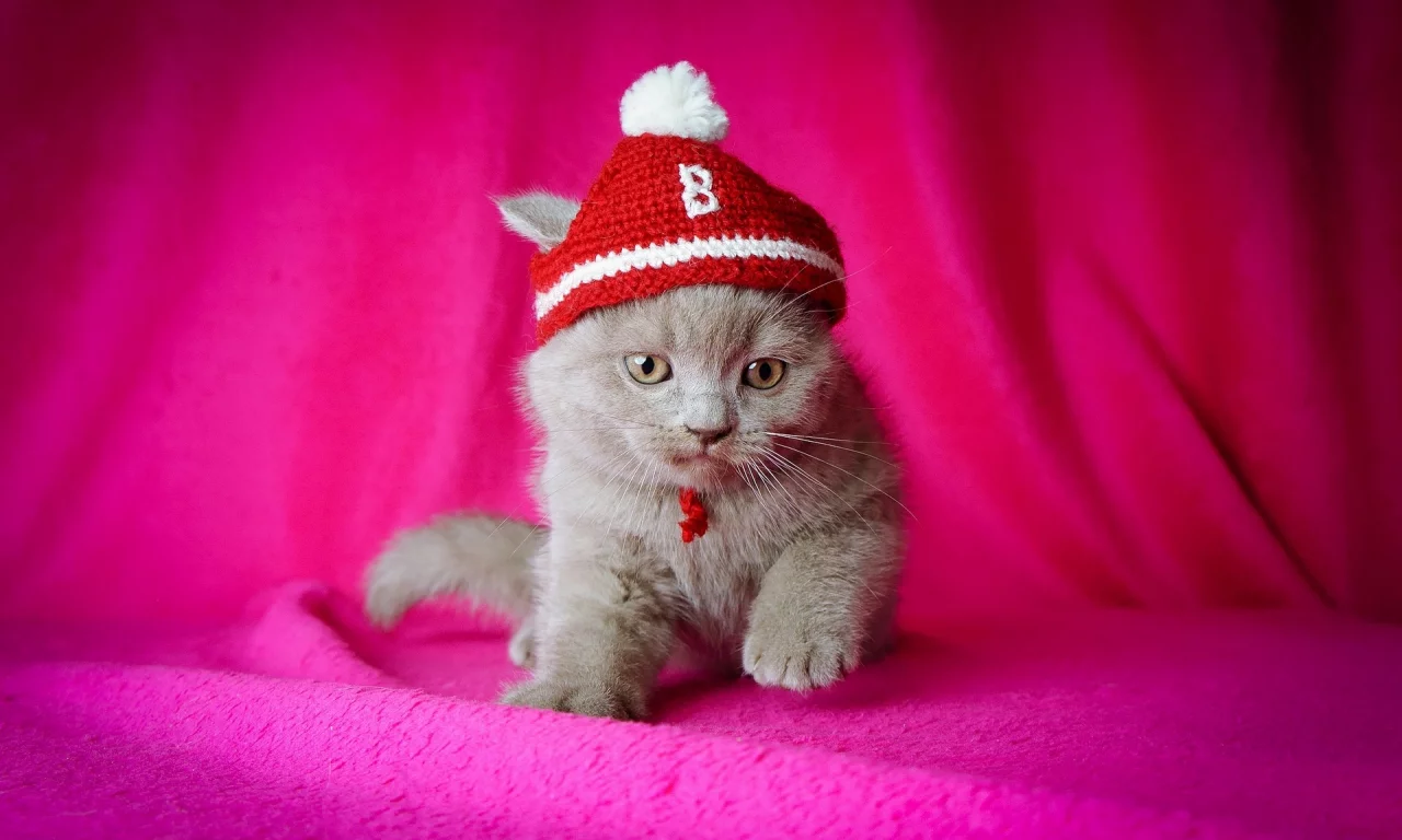 котёнок, розовый фон, шапочка