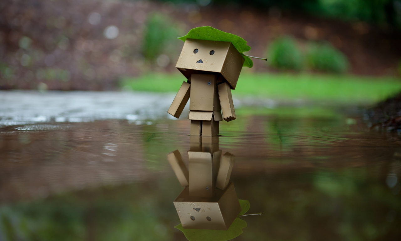 danbo, отражение, лист, amazon, дождь, коробка, вода, коробок