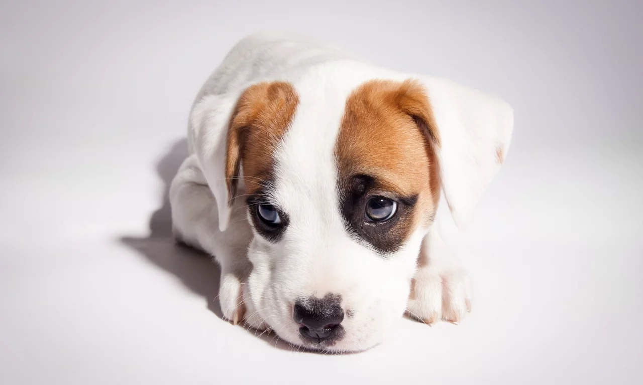 pitbull boxer mix, питбуль, боксёр, щенок