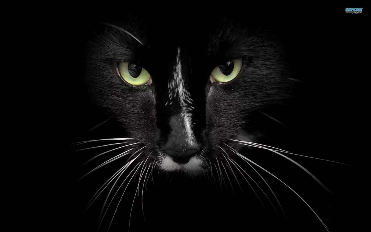cat, black