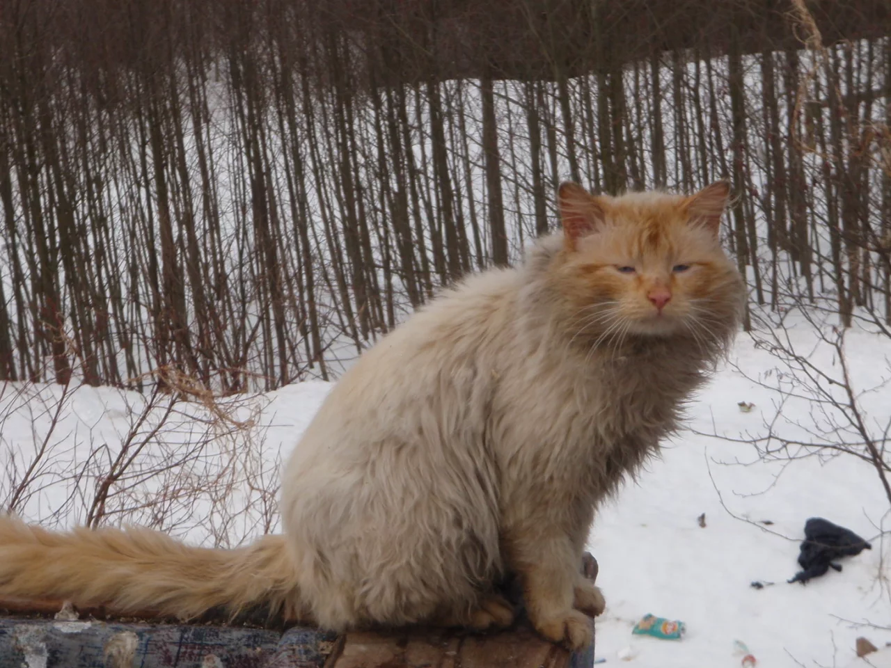 fail, cat, forest
