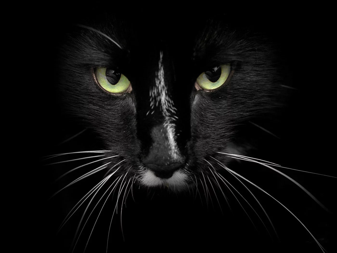 cat, black