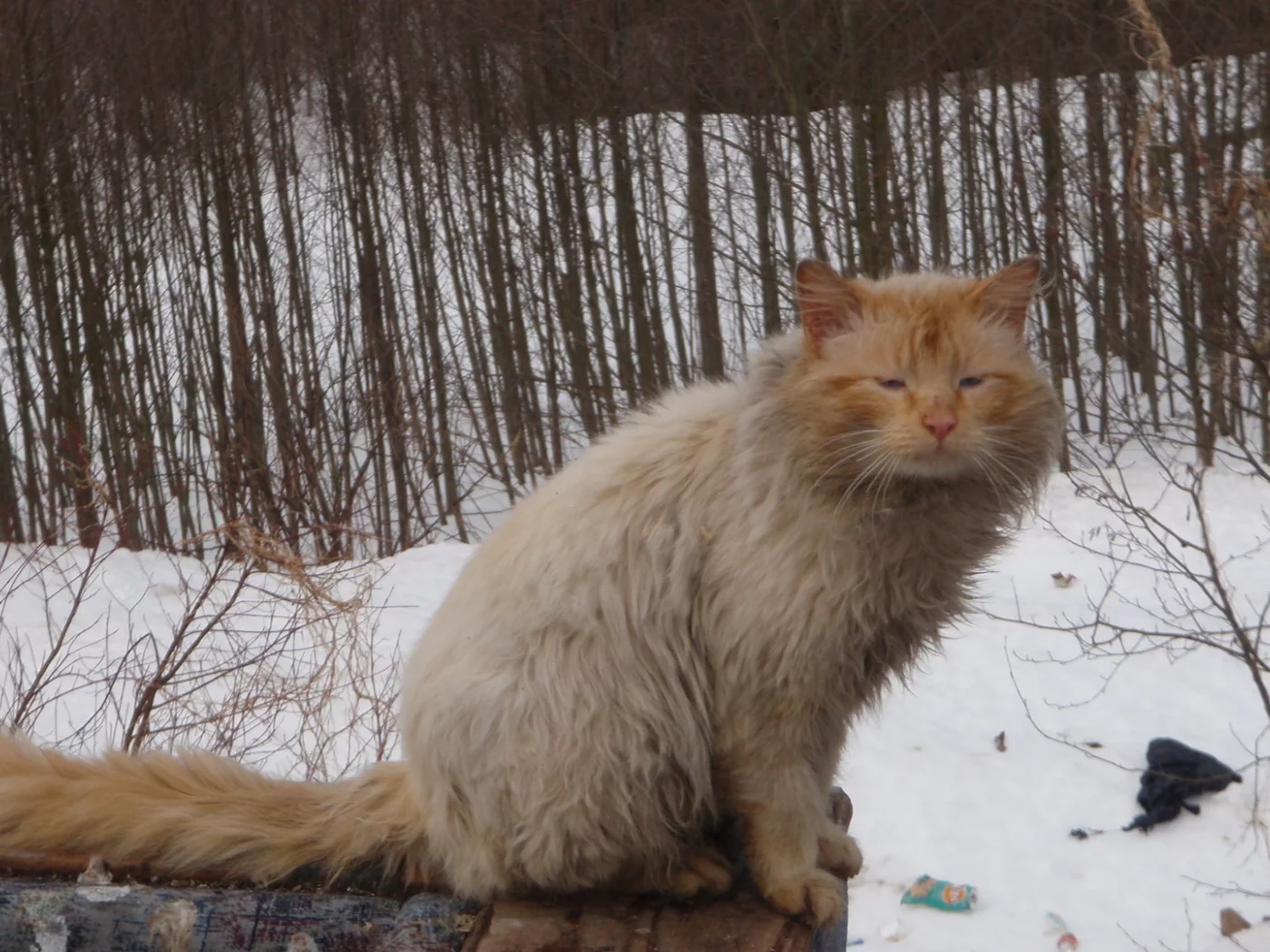 fail, cat, forest
