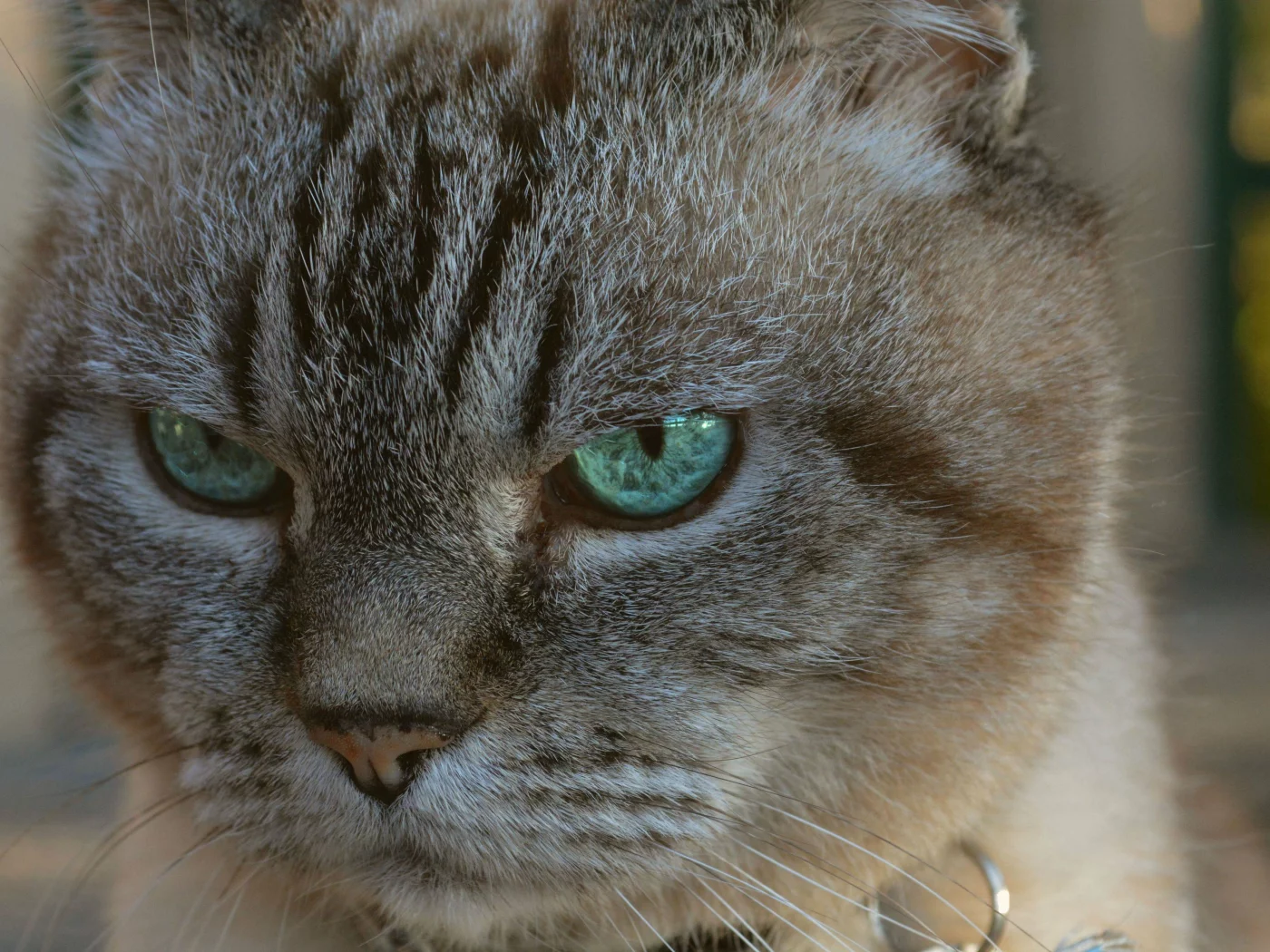 big, cat, attack