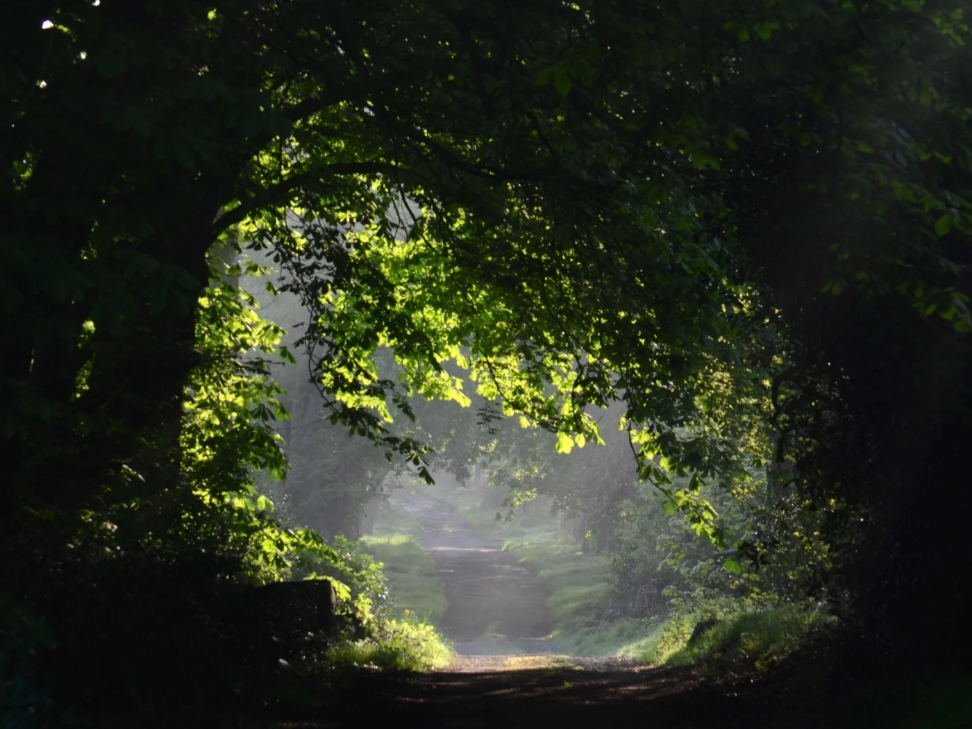 trees, листья, листочки, деревья, leaves, tree, дерево, природа