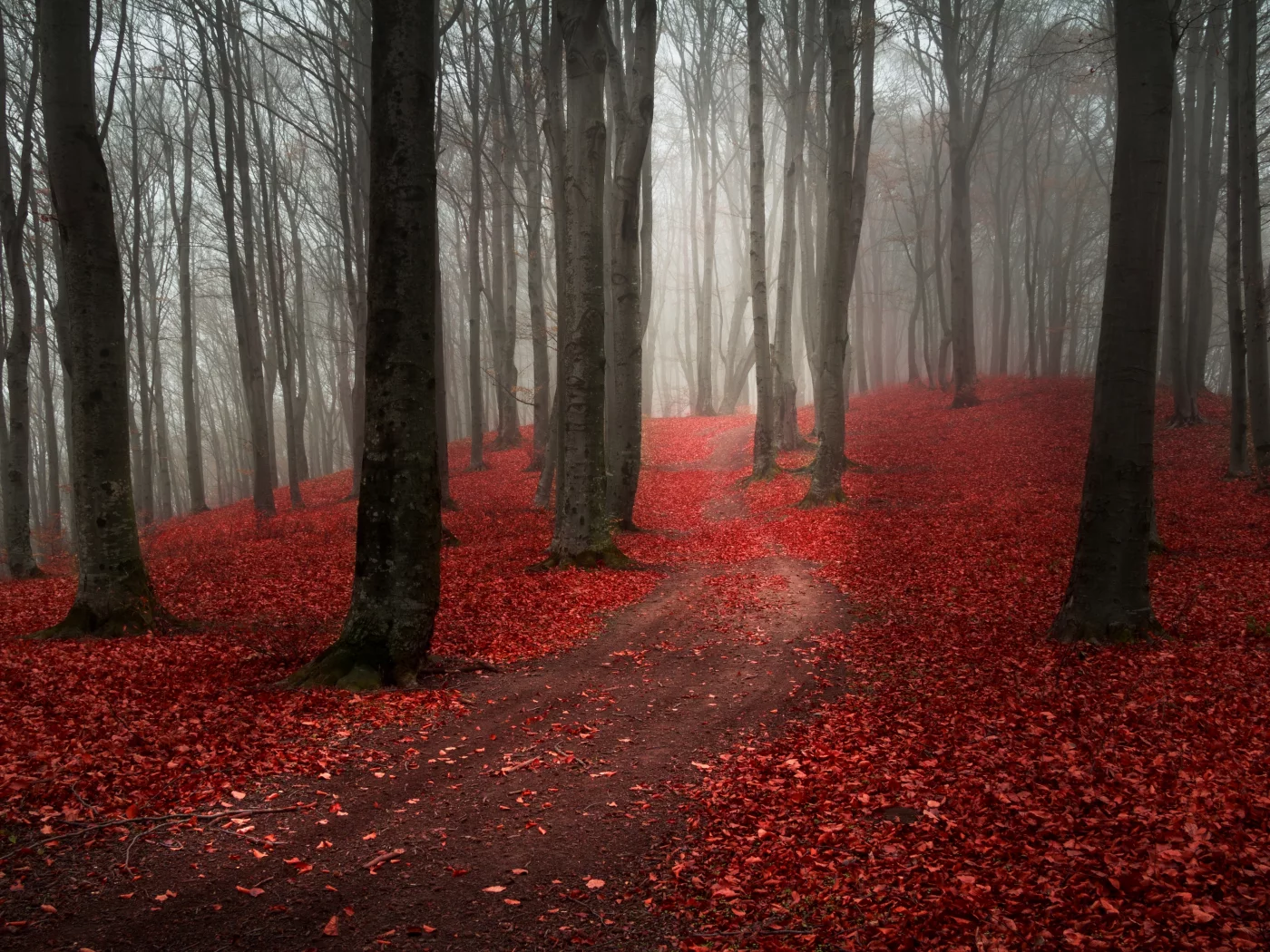 пасмурно, осень, лес, дорога, природа, туман, тропинка
