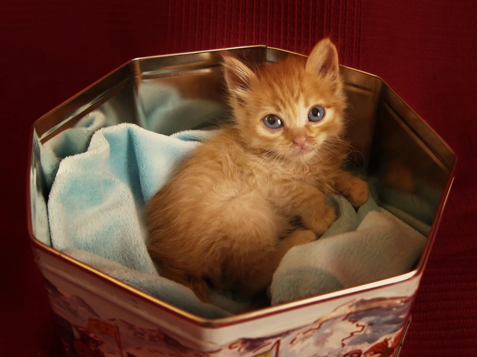 лежит, взгляд, в коробочке, рыжий, котенок, кот