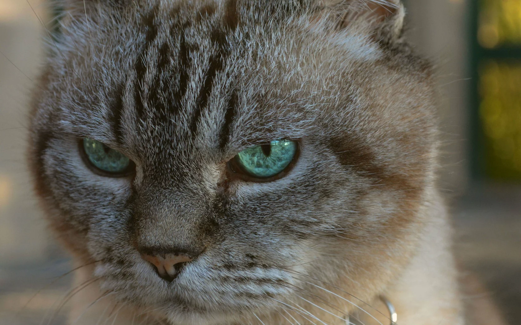 big, cat, attack