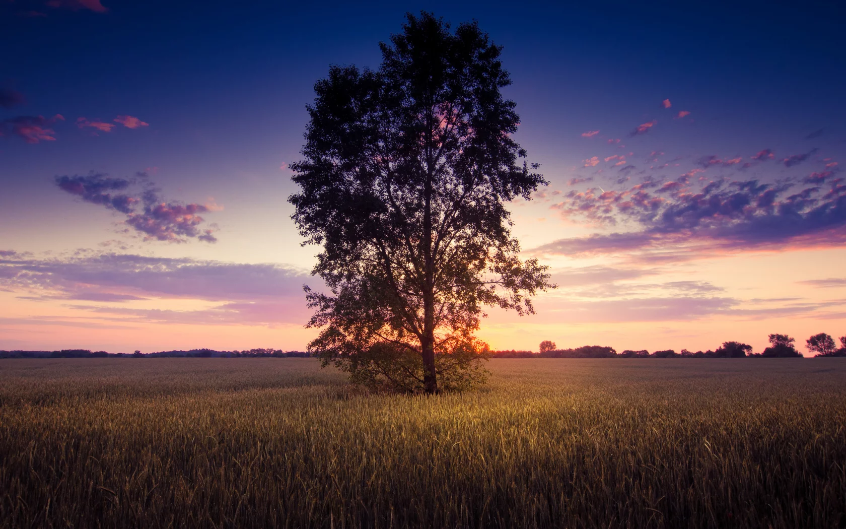 природа, листья, пейзаж, деревья, tree, листочки, дерево